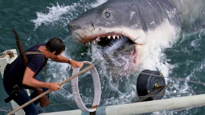 tiburon bsos miedo